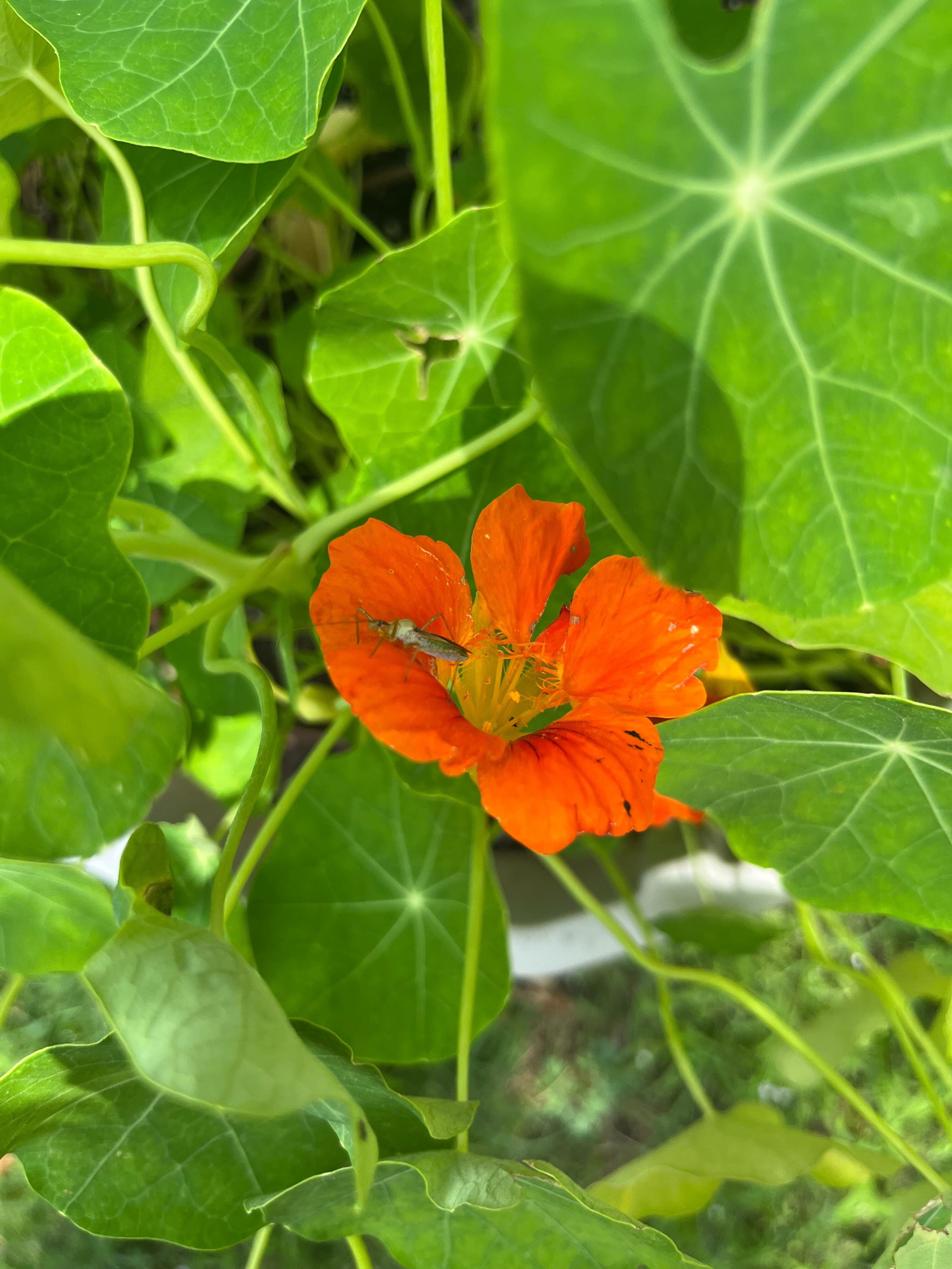 edible plants